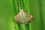Ohne deutschen Namen (Evergestis pallidata)