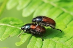 Gartenlaubk&auml;fer (Phyllopertha horticola)