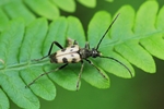Gefleckter Bl&uuml;tenbock (Pachytodes cerambyciformis)