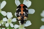 Teppichk&auml;fer (Anthrenus scrophulariae)
