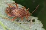 Ohne deutschen Namen (Rhopalus maculatus)