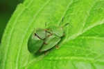 Gr&uuml;ner Schildk&auml;fer (Cassida viridis)