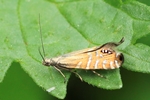 Ohne deutschen Namen (Glyphipterix thrasonella)