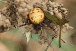 Marmorierte Kreuzspinne (Araneus marmoreus)