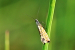 Ohne deutschen Namen (Glyphipterix thrasonella)