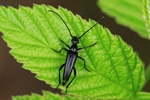 Schwarzer Schmalbock (Stenurella nigra)