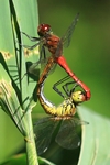 Blutrote Heidelibelle - Paarungsrad