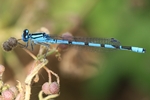 Becher-Azurjungfer - M&auml;nnchen