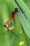 Blutrote Heidelibelle - Paarungsrad