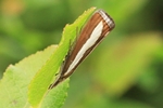  Ohne deutschen Namen (Catoptria margaritella)