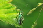 Gr&uuml;ner Scheinbockk&auml;fer - Weibchen (Oedemera nobilis)