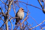Seidenschwanz (Bombycilla garrulus)