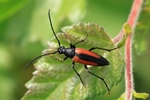 Kleiner- oder Gemeiner Schmalbock (Stenurella melanura)