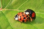 Asiatischer Marienk&auml;fer (Harmonia axyridis)