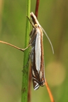  Ohne deutschen Namen (Crambus pascuella)