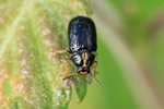 Ohne deutschen Namen (Cryptocephalus decemmaculatus)