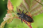 Geringelte Mordwanze (Rhynocoris annulatus)