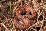 Kreuzotter (Vipera berus)
