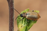 Braungelber Weidenblattk&auml;fer (Lochmaea capreae)