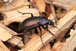 Hainlaufk&auml;fer (Carabus nemoralis)