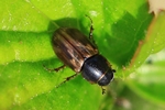 Hellrandiger Dungk&auml;fer (Aphodius prodromus)