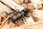 Hainlaufk&auml;fer (Carabus nemoralis)
