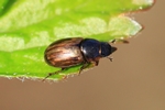 Hellrandiger Dungk&auml;fer (Aphodius prodromus)