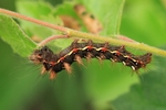 Ampfereule (Acronicta rumicis)