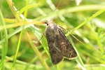 Saateule (Agrotis segetum)