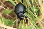 Tatzenk&auml;fer (Timarcha tenebricosa)