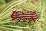 Streifenwanze (Graphosoma lineatum)