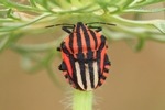 Streifenwanze (Graphosoma lineatum)