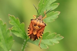 Ohne deutschen Namen Carpocoris pudicus