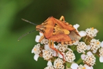 Ohne deutschen Namen Carpocoris pudicus