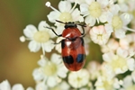 Ohne deutschen Namen (Coptocephala rubicunda)