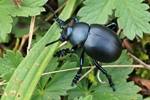 Tatzenk&auml;fer (Timarcha tenebricosa)