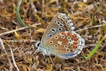 Himmelblauer Bl&auml;uling (Lysandra bellargus)