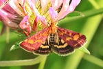 Purpurroter Z&uuml;nsler (Pyrausta purpuralis)