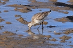 Pfuhlschnepfe (Limosa lapponica)