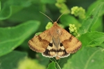 Karden-Sonneneule (Heliothis viriplaca)