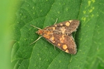 Goldz&uuml;nsler (Pyrausta aurata)