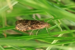 Wanderz&uuml;nsler (Nomophila noctuella)