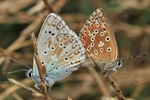Silbergr&uuml;ner Bl&auml;uling (Polyommatus coridon) - Paarung