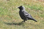 Dohle (Corvus monedula)