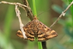Olivenbrauner Z&uuml;nsler (Pyrausta despicata)