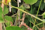 Zauneidechse (Lacerta agilis) - Männchen