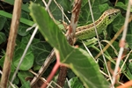 Zauneidechse (Lacerta agilis) - Männchen
