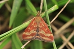 Olivenbrauner Z&uuml;nsler (Pyrausta despicata)