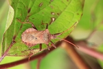 Lederwanze (Coreus marginatus)
