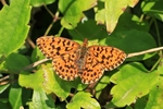 Braunfleckiger Perlmuttfalter (Boloria selene)